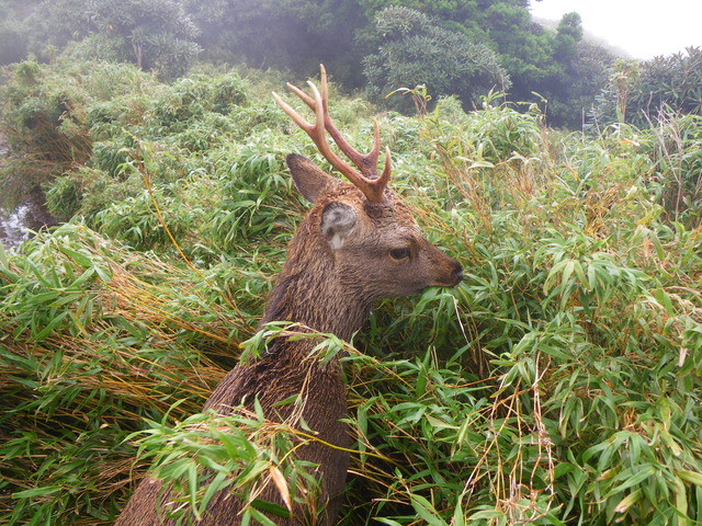 タイトル　山頂付近でササを食べるヤクシカ