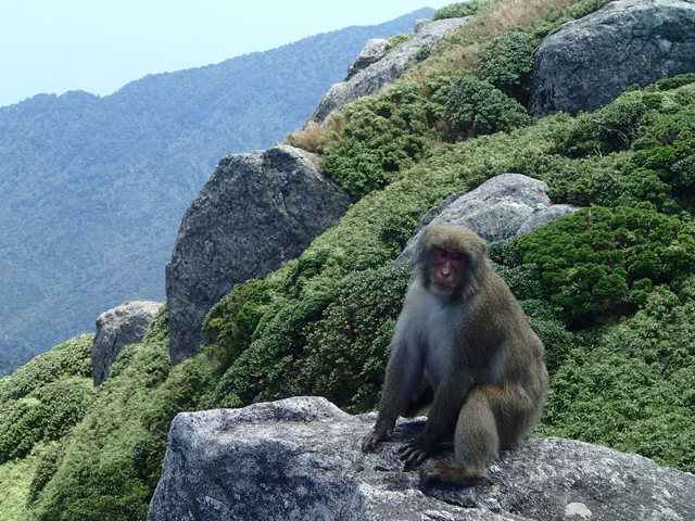 タイトル　山頂付近（宮之浦岳）のヤクシマザル