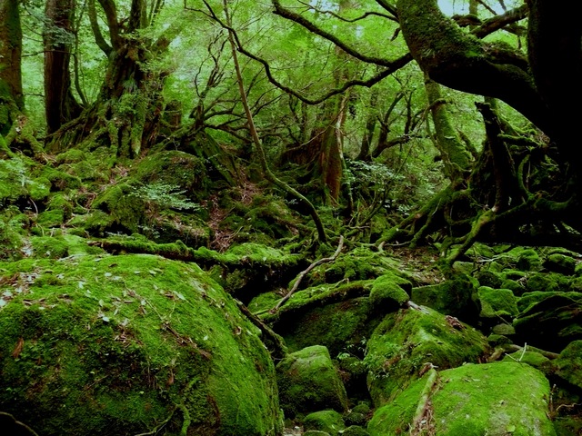 タイトル　白谷雲水峡（標高600m）