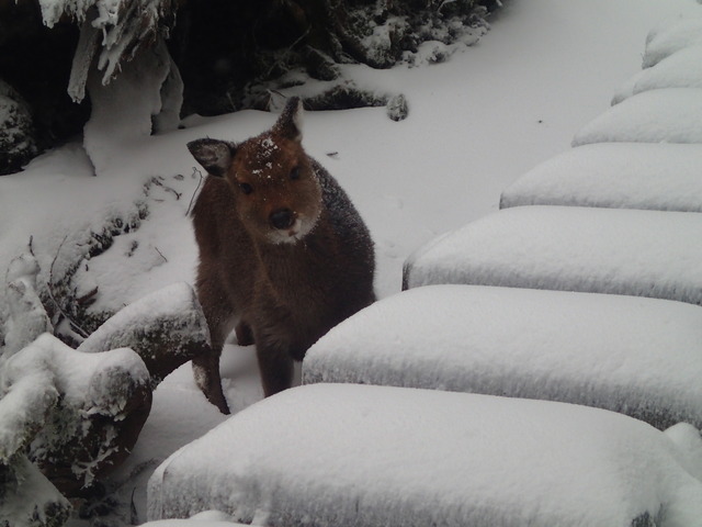 タイトル　雪の中のヤクシカ