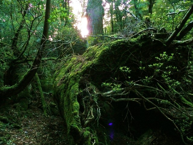 タイトル　栗生歩道の大洞杉（標高1070m）