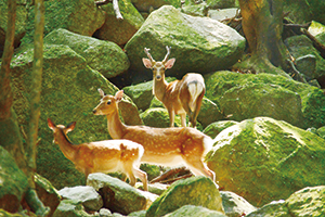 Yakushika (subspecies of sika deer)
