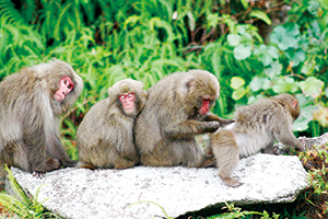 ヤクシマザルの写真