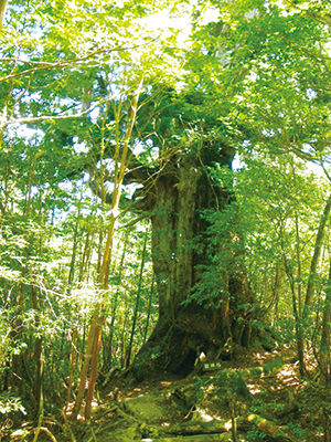 Ryujin-sugi Cedar