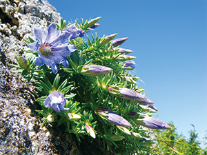 Gentiana yakushimensis