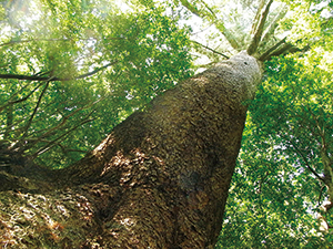 Yakutanegoyo (Amami Pine)