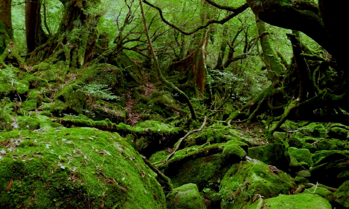 屋久島国立公園の写真