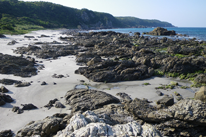 photo 6 of Yakushima (Island) National Park