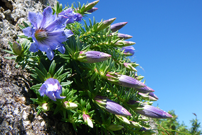 photo 7 of Yakushima (Island) National Park