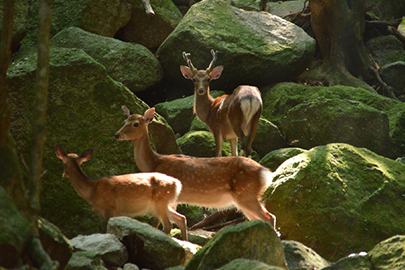 photo 9 of Yakushima (Island) National Park