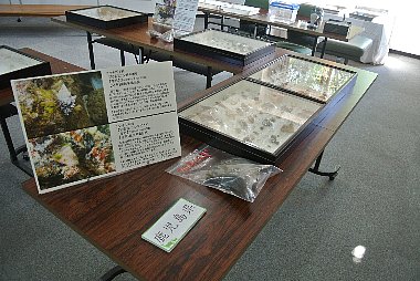 遺産センター１階展示室で行われた、屋久島と九州・沖縄に生息する貝類の展示会の様子。複数の貝の標本が展示されています。