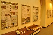 遺産センターで開催された、ヤクシカのヒミツ展の様子。パネルのほか、机には、ヤクシカの頭部の骨や、毛皮が展示されています。