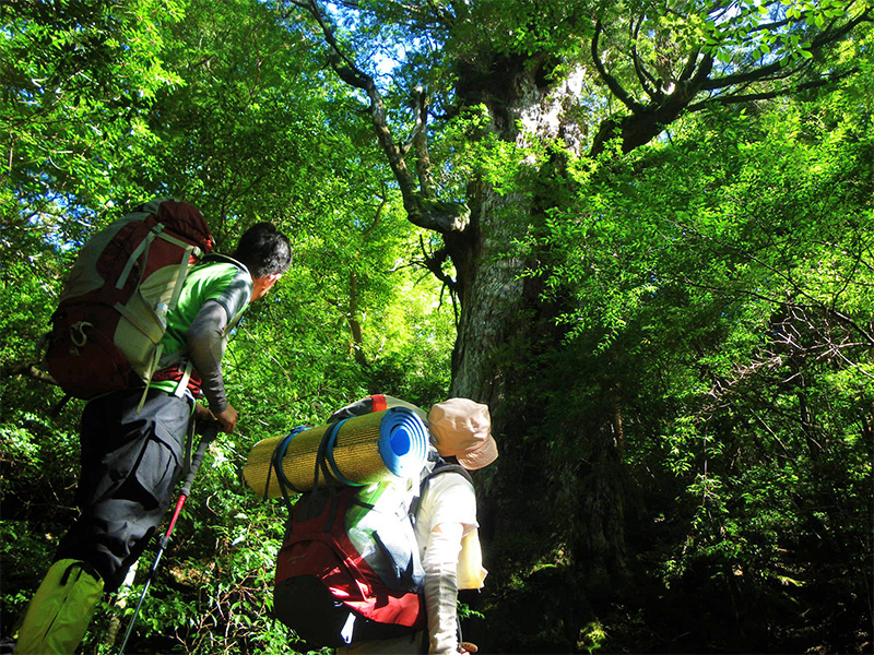 緑美しい森の中。大きなリュックサックを背負った２名の登山者が、大きなスギの木を見上げています。