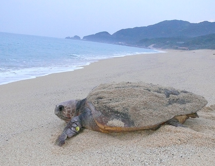 永田浜にいる一匹のアカウミガメの写真。アカウミガメは産卵を終え、海に帰ろうとしています。