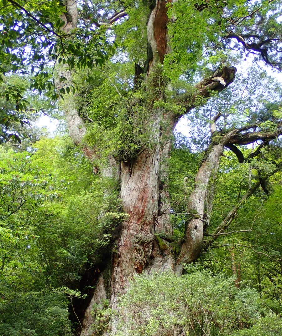 樹齢1,000年を超える、青々と茂る壮大な縄文杉の写真