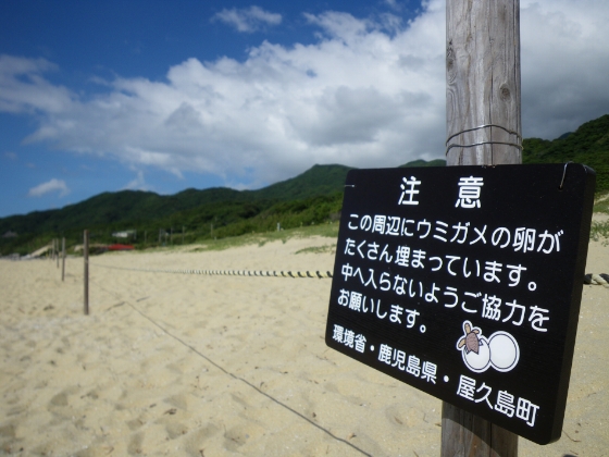 砂浜に規制のトラロープが貼られている写真。注意看板あり。「この周辺にウミガメの卵がたくさん埋まっています。中へ入らないようご協力をお願いします。環境省・鹿児島県・屋久島町」と書かれています。