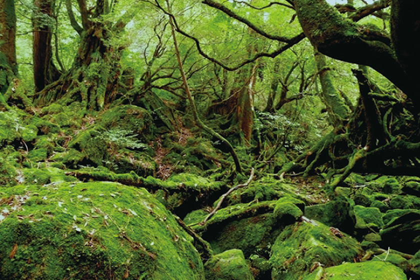 白谷雲水峡で見ることのできる、苔むした岩や木々の写真。一面苔の緑で覆われていて、屋久島の森を代表する風景。