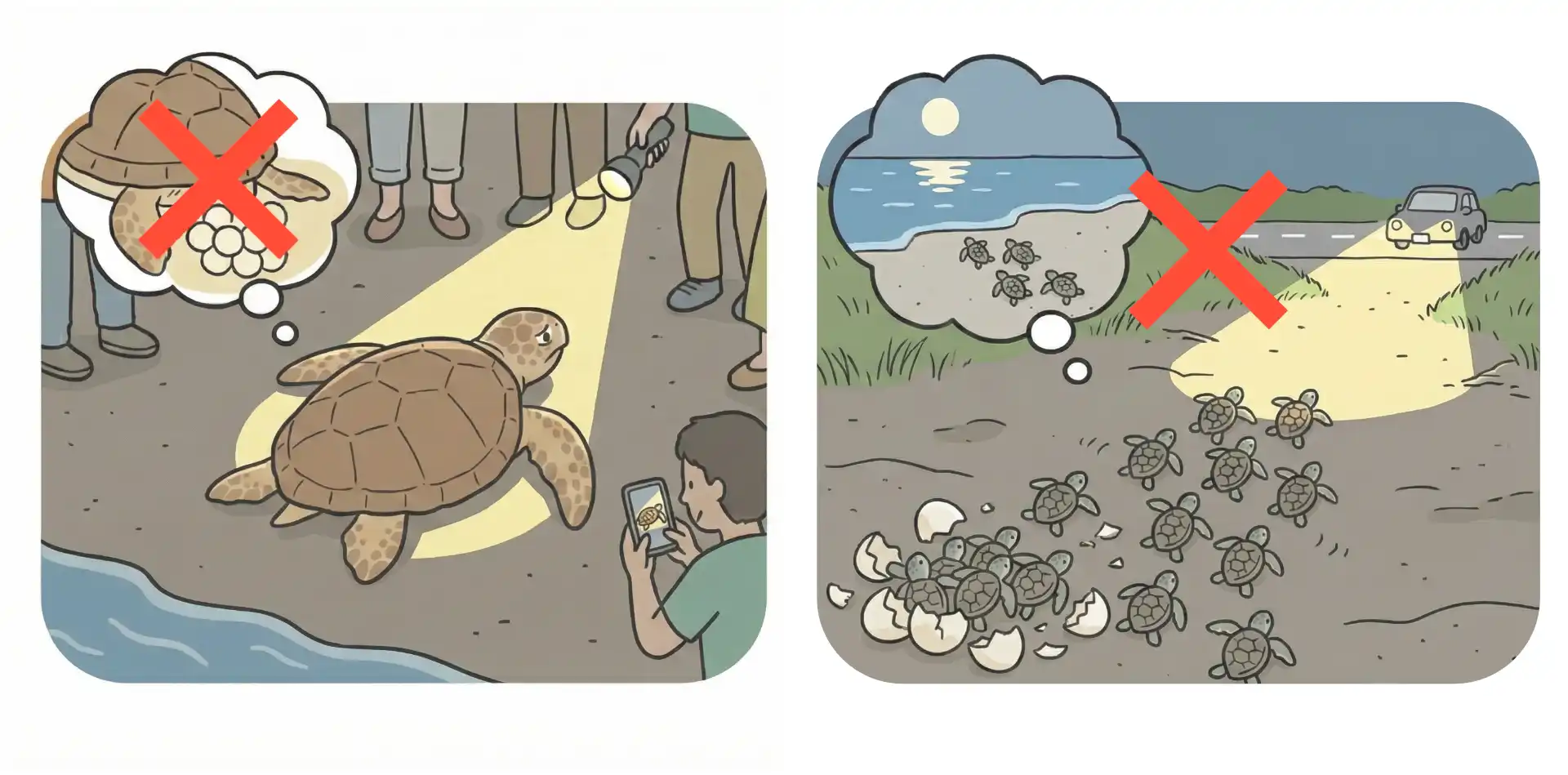ライトによるウミガメへの影響を説明するイラスト