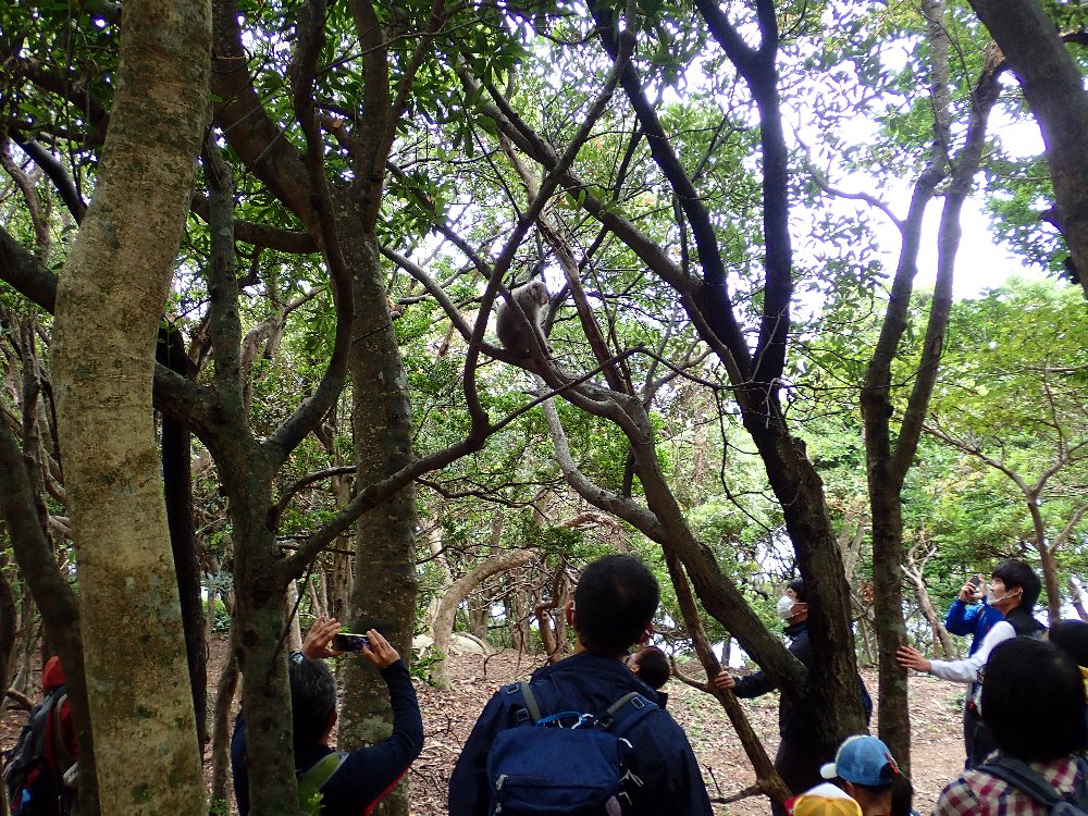令和２年度第２回自然に親しむ集いの様子。世界遺産の西部地域の森で、木の上にいるヤクシマザルを子供たちが観察しています。