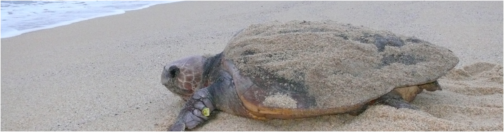 永田浜にいる一匹のアカウミガメの写真。アカウミガメは産卵を終え、海に帰ろうとしています。