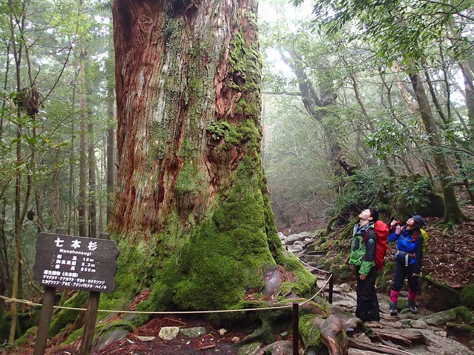 屋久島山岳部の自然を楽しむトレッキングルートの写真。二人の登山者が、石畳の道の上で巨大な杉の七本を見上げています。