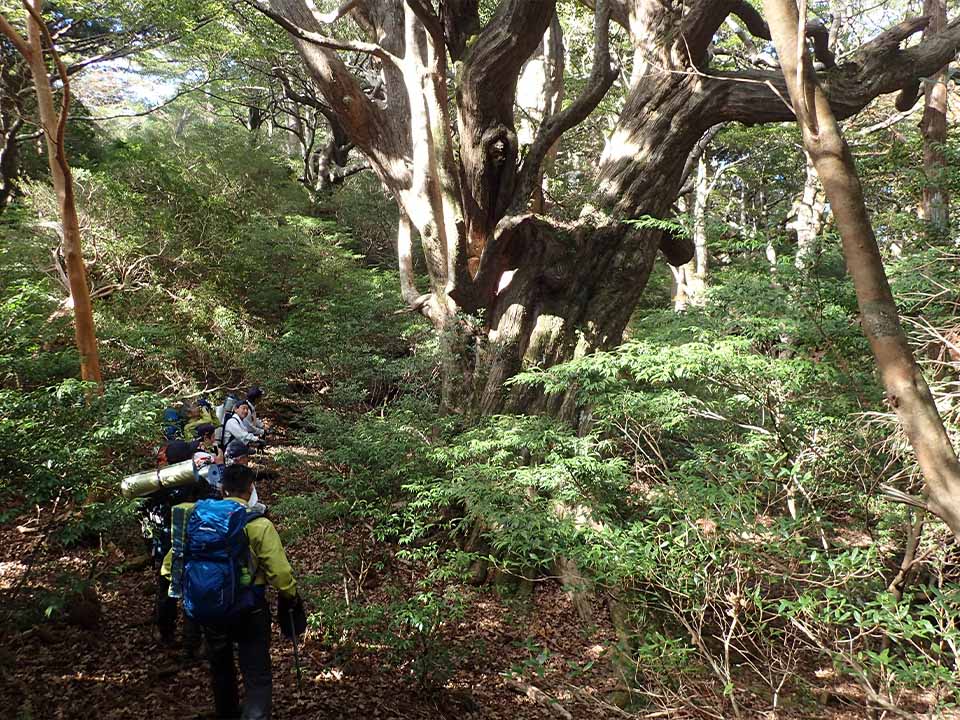 屋久島山岳部の原生的かつ荘厳な自然を深く体験できる登山道の写真。写真左には、宿泊用の道具を持った重装備の登山者数名がいて、写真中央には、巨大なハリギリの木がそびえています。歩道の整備はされておらず、道は不明瞭です。