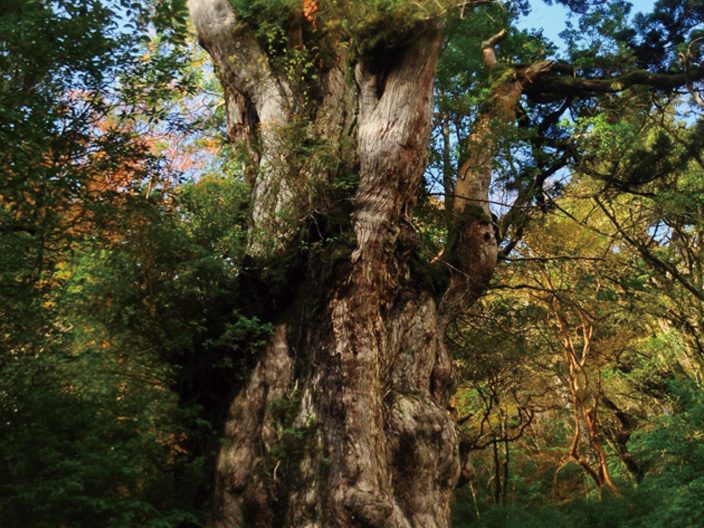 ずんぐりとした形をした、樹齢1,000年以上の縄文杉の写真。