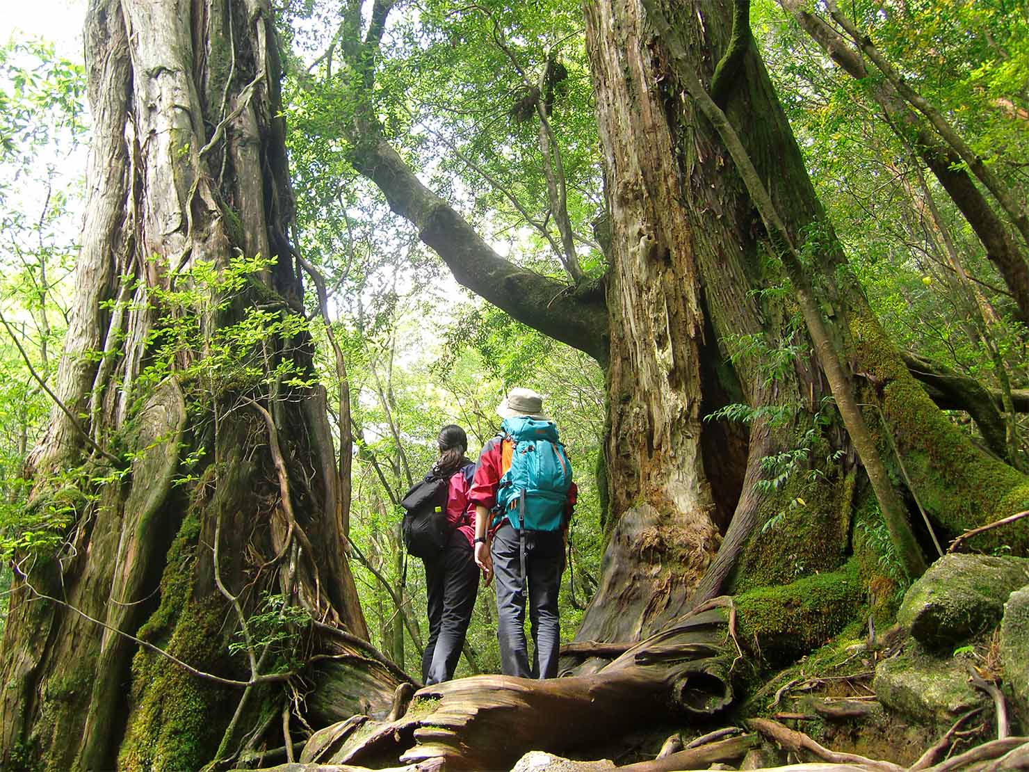 屋久島の山岳部を、2名の登山者が足を止め、登山道の両脇にある大きなスギの木を見上げている様子。