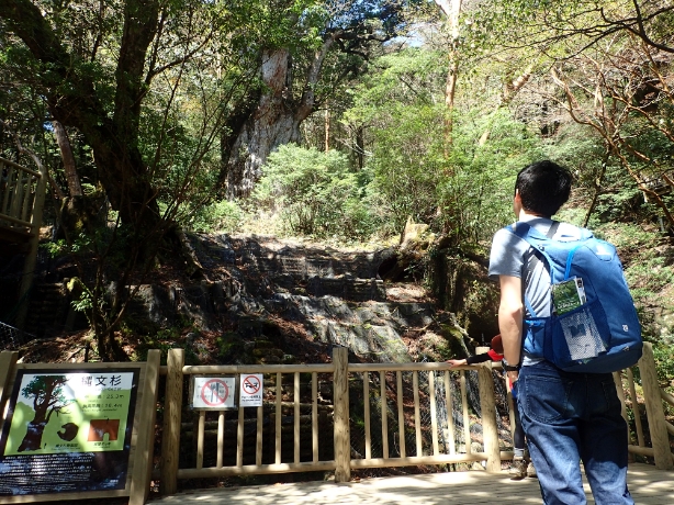 縄文杉の登山の快適日を勧めるための説明文のイメージ写真。一人のリュックサックを背負った登山者が、縄文杉を見上げています。