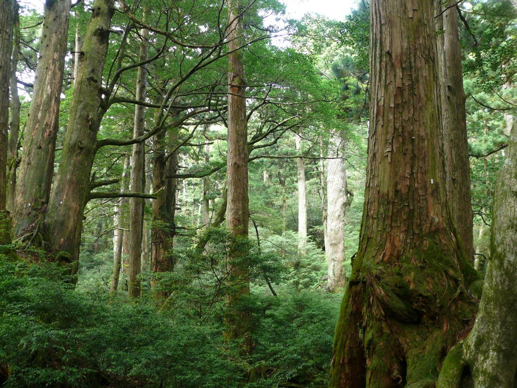 スギや広葉樹の巨木で構成された天然林の風景。