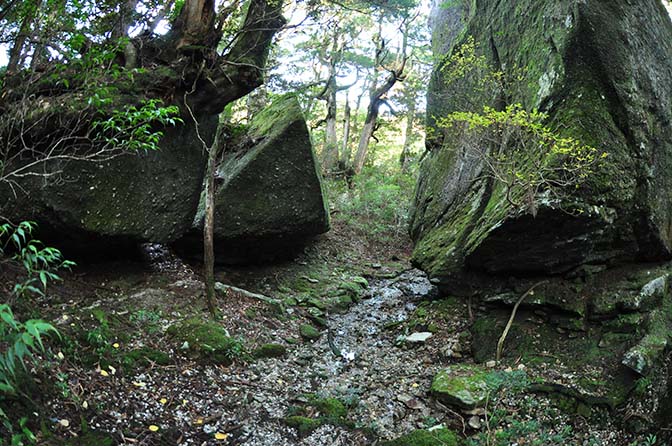 データロー岩屋の写真。森の中、巨木と巨大な岩が見えます。