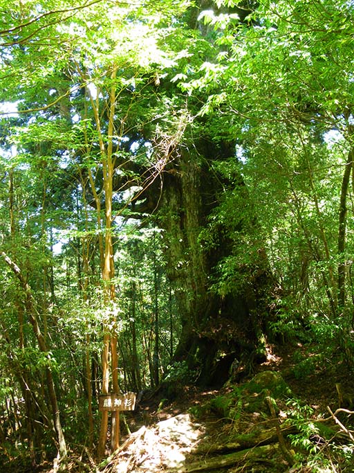 龍神杉の写真。緑豊かに茂る森の中、堂々とした雰囲気の龍神杉がそびえています。手前には、龍神杉と書いた標識があります。
