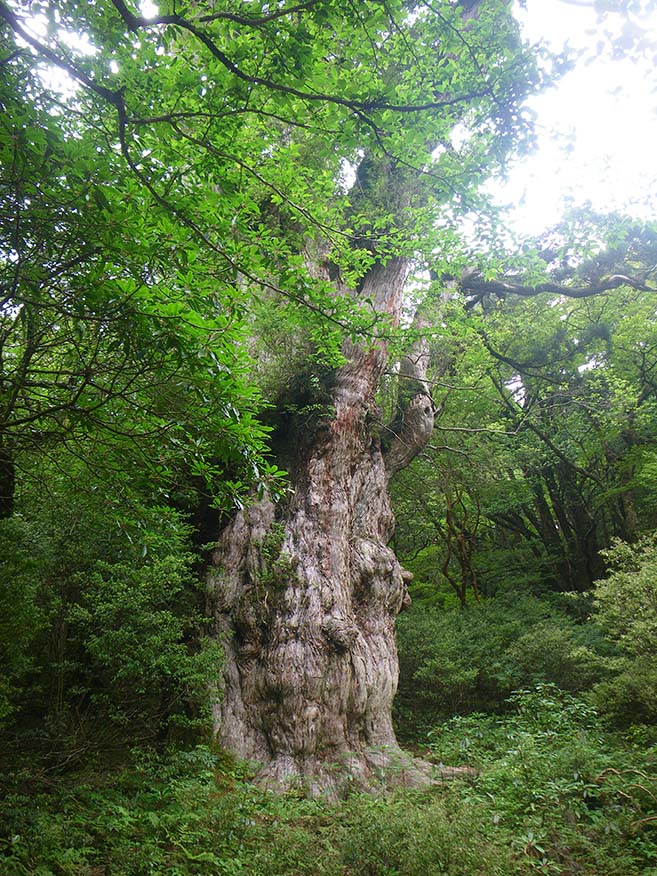 豊かな緑の中にそびえる縄文杉の写真。