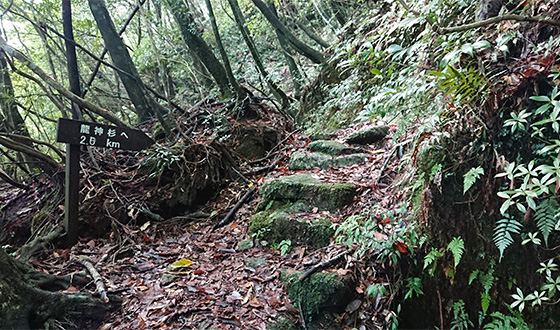 トロッコ道終点の写真。森の中に、数段の石の階段があります。龍神杉へというサインが立っています。