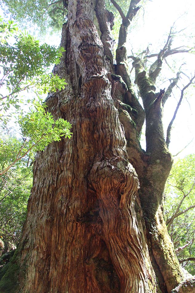 屋久島第2の巨木である、大和杉の写真。