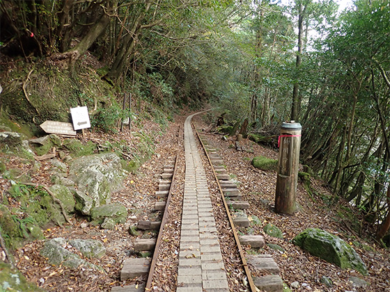 楠川分かれの写真。森の中を通る細いトロッコ道が真ん中に写っており、写真左手に白谷雲水峡に向かう楠川歩道入口の標識が写っています。