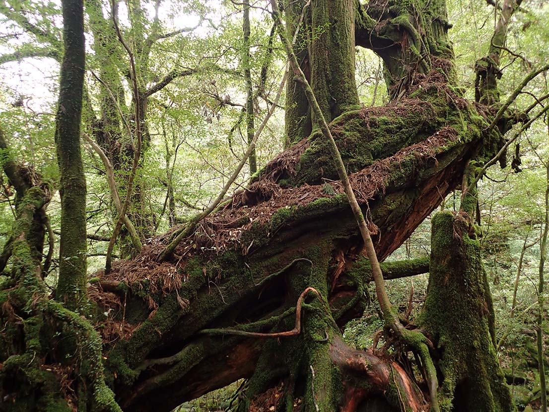 三本槍杉の写真。木肌がやや赤茶けた、ごつごつした巨木です。