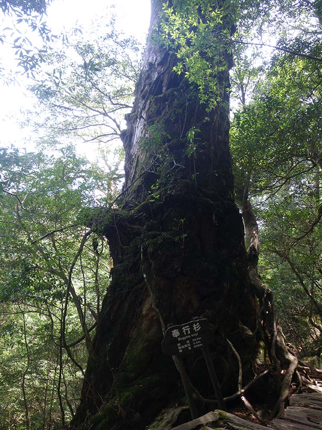 奉行杉の写真。堂々とそびえたスギの根元には、奉行杉と書かれた看板があります。