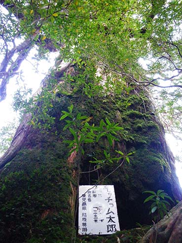 堂々とした屋久杉、モッチョム太郎の写真。