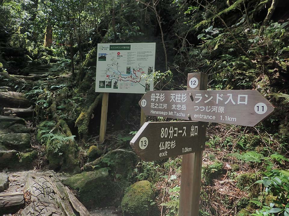 分岐F_(12)の写真。母子杉、天柱杉、ランド入口の表示が書かれた標識と、80分コース出口　仏陀杉の表示が書かれた標識の2つがあります。