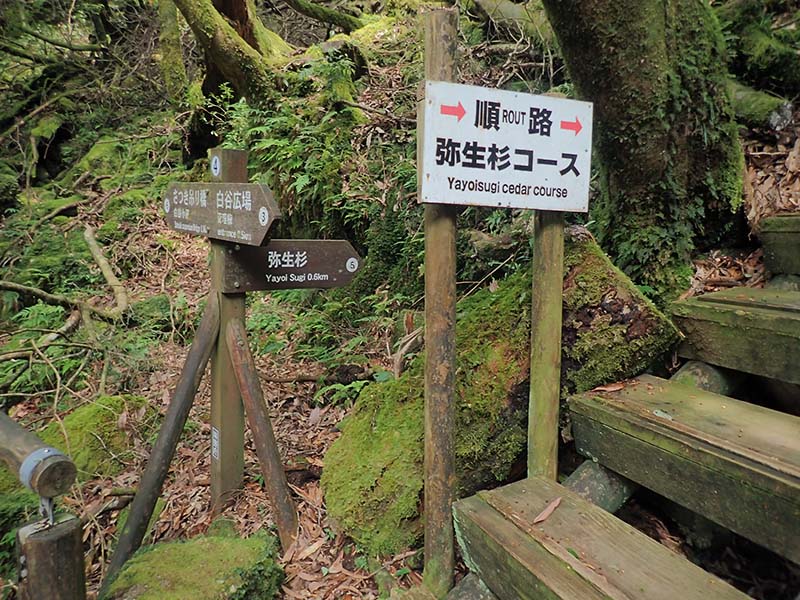 分岐2_(4)の写真。写真右手に弥生杉コースを案内した標識があります。標識が示す先には、木製の階段が続いています。