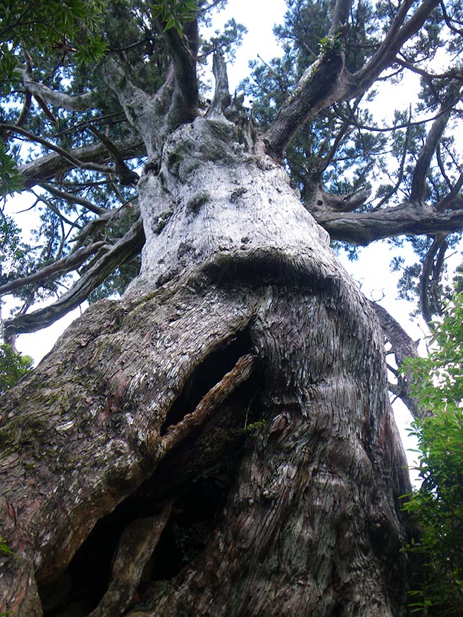 巨樹である万代杉を見上げるアングルの写真。