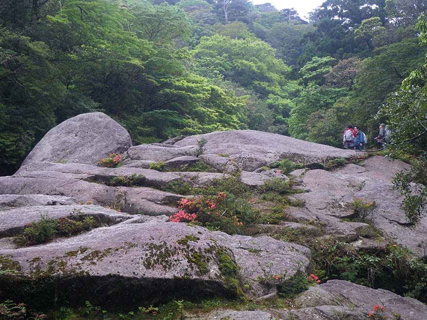 憩いの大岩の写真。豊かな森を背景に、大岩が映っています。右手前には大岩に生えるサツキが赤い花を咲かせており、右奥には大岩の上に立つ観光客の姿が見えます。