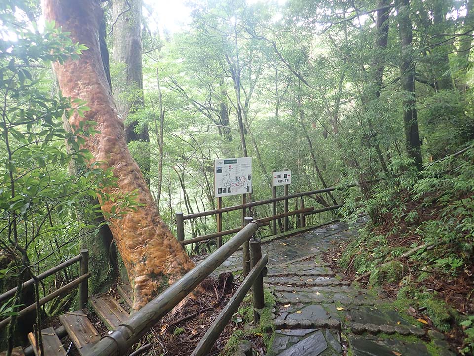 分岐B_(5)の写真。森の中、写真手前から続く石畳みの階段から、突き当たって左には木製の階段、右にはコンクリートで舗装された道が見えます。分岐点の近くには大きなヒメシャラの木が写っています。