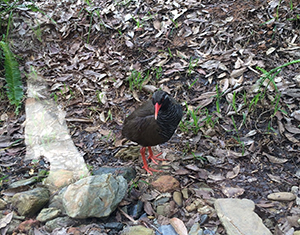 photo of Okinawa Rail Ecology Center Rail Forest