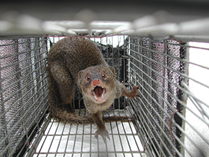 photo of Mongoose