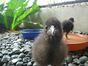 ヤンバルクイナ飼育・繁殖施設の写真