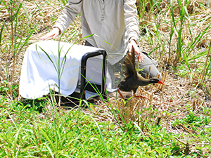 photo of An Okinawa Rail Set Free after Recovery