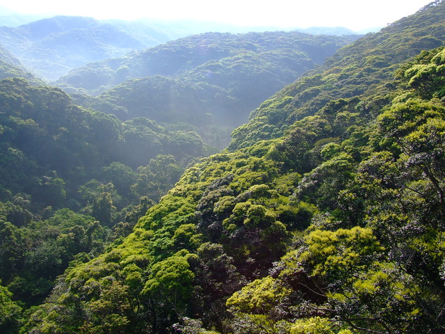 タイトル　照葉樹林