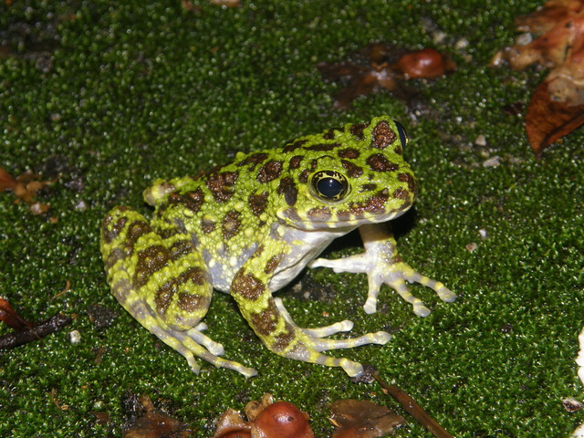 タイトル　オキナワイシカワガエル